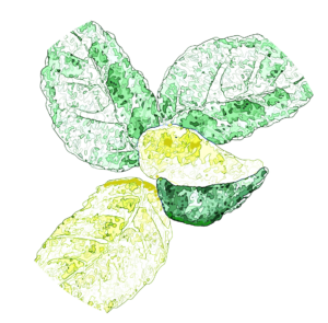 Eukalyptusblatt